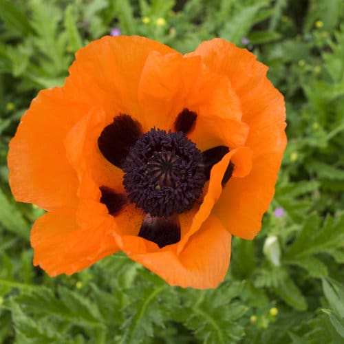 Prince of Orange Oriental Poppy