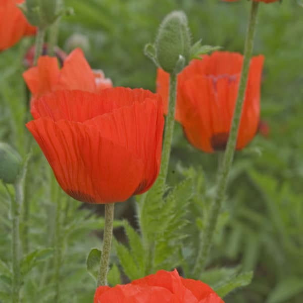 Prince of Orange Oriental Poppy - Image 3