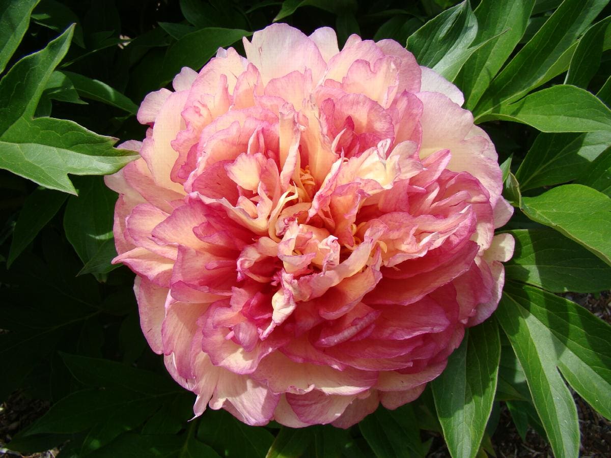 Garden Candy Simply Scrumptious