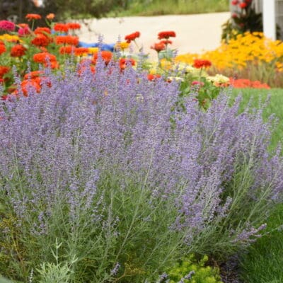 Denim n Lace Russian Sage