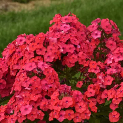 Luminary Sunset Coral Phlox
