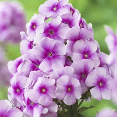 Sweet Summer Rose Dark Eye Phlox