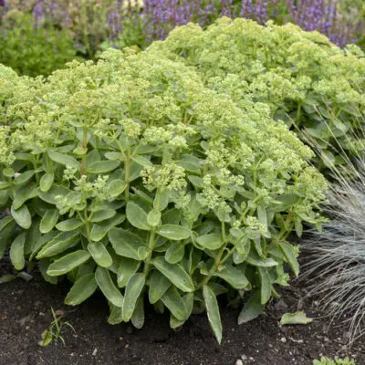 Rock N Grow Lemonjade Sedum