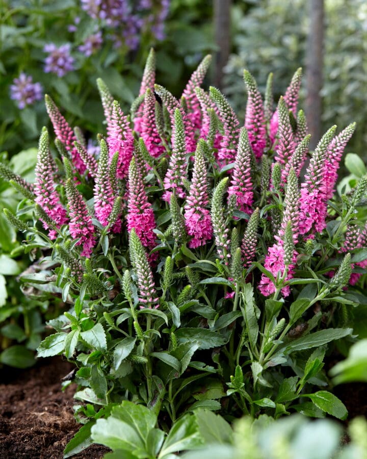 Pink Candles Speedwell