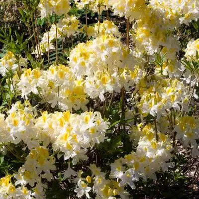 Northern Hi-Lights Azalea