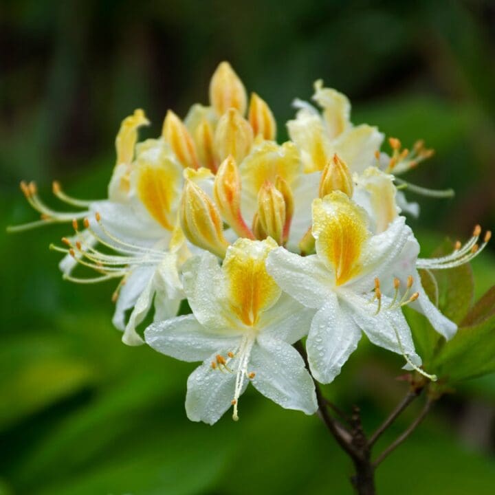 Northern Hi-Lights Azalea - Image 3