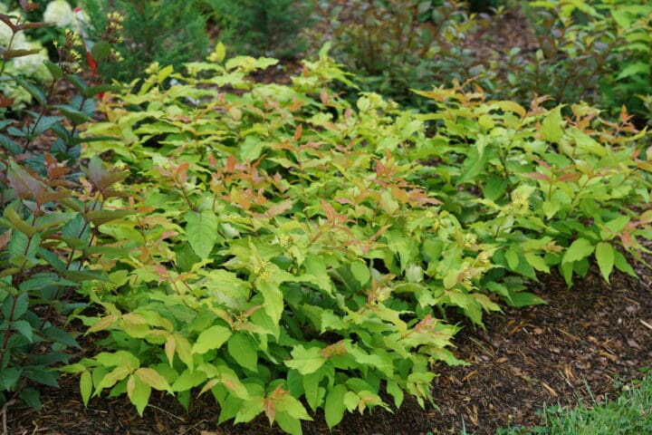 Kodiak Fresh Bush Honeysuckle