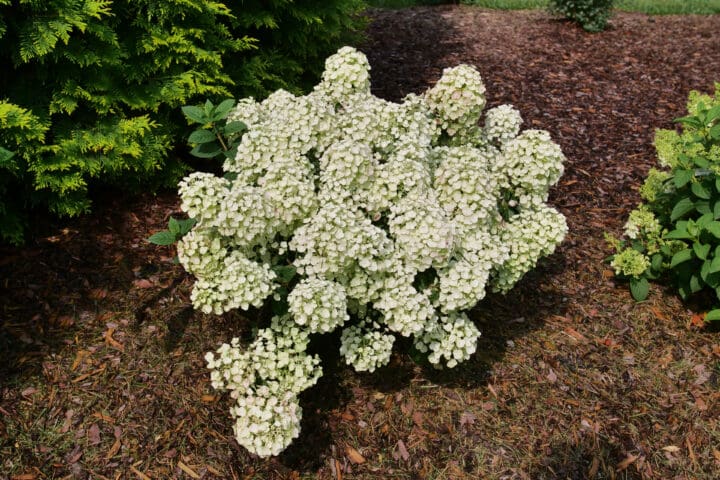 Tiny Quick Fire Hydrangea
