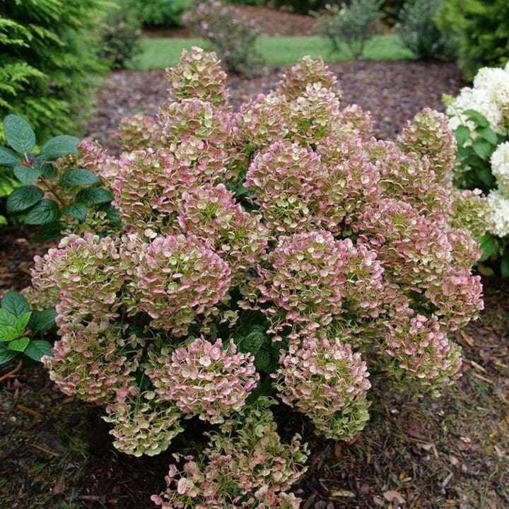Tiny Quick Fire Hydrangea - Image 2
