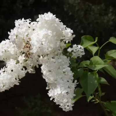 Betsy Ross Lilac