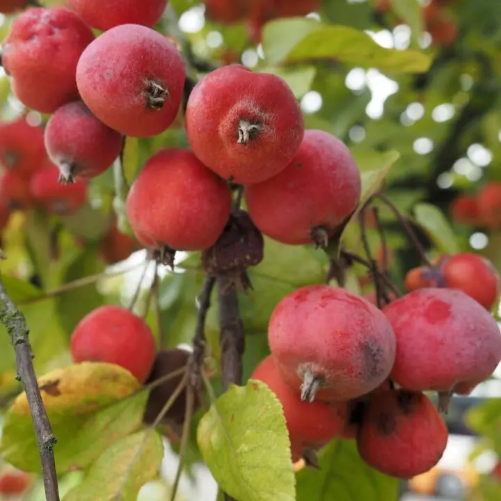 Sugar Tyme Crabapple - Image 3