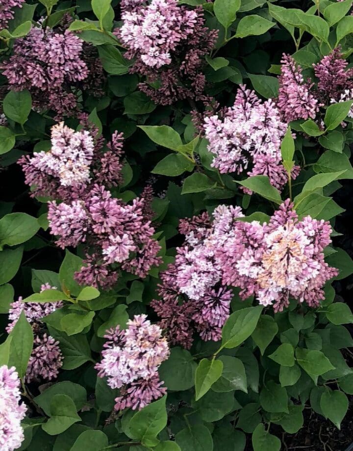 Little Darling Lilac - Patio Tree - Image 2