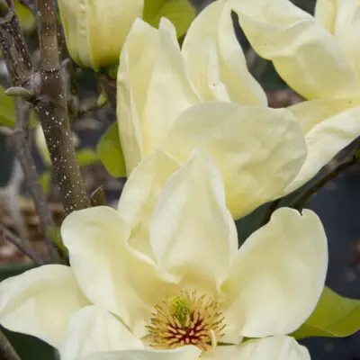 Elizabeth Magnolia