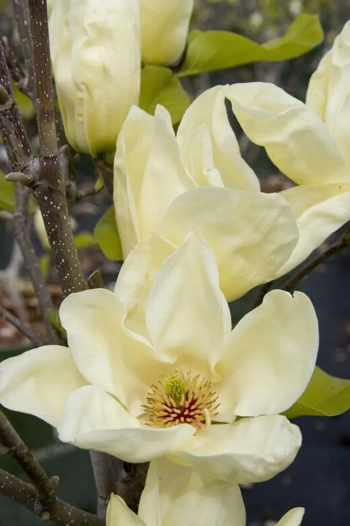 Elizabeth Magnolia