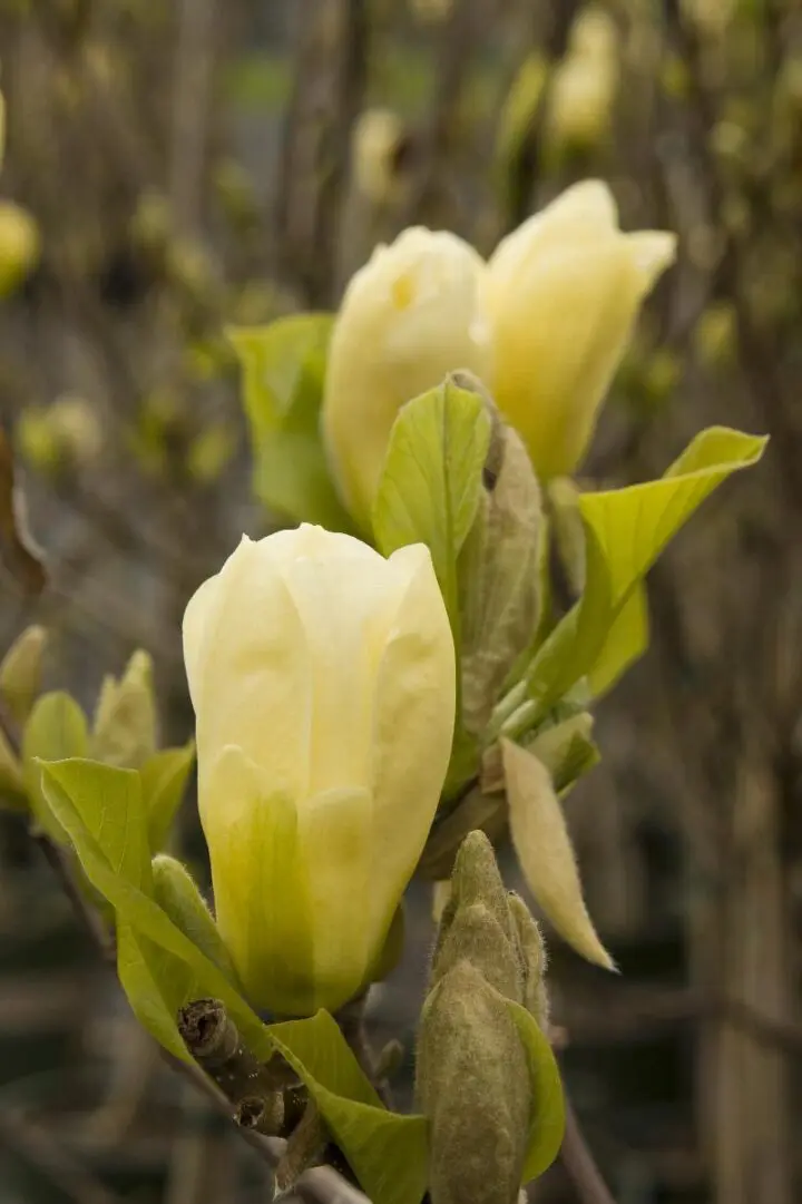 Elizabeth Magnolia - Image 3