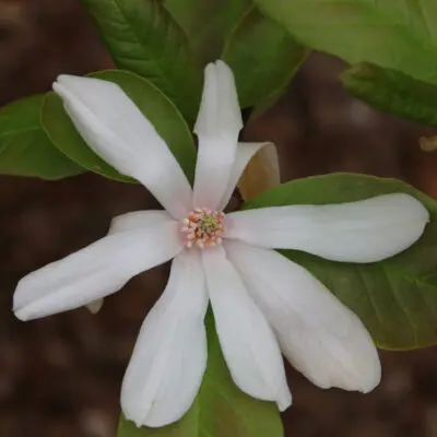 Spring Welcome Magnolia