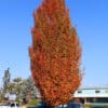 Armstrong Gold Maple