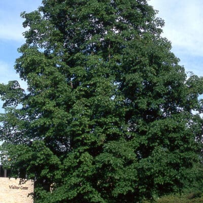 Green Mountain Sugar Maple