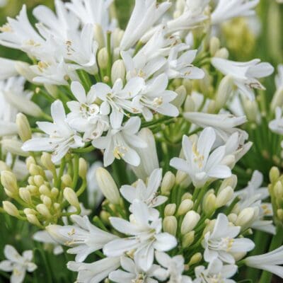 Bridal Veil Agapanthus