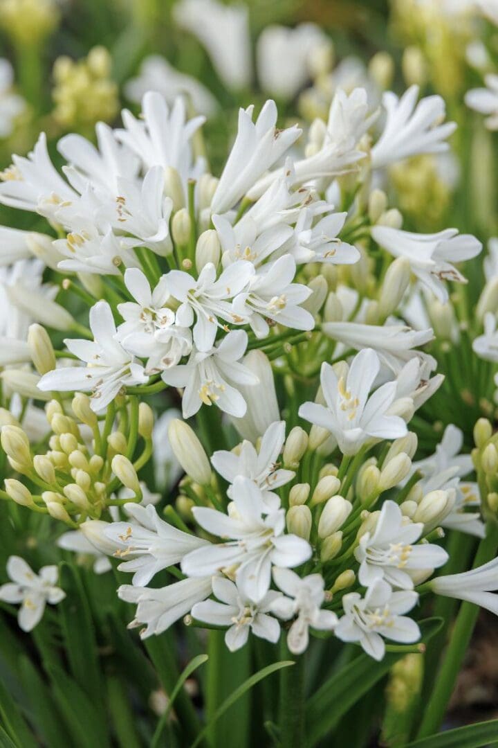 Bridal Veil Agapanthus