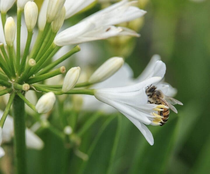 Bridal Veil Agapanthus - Image 2