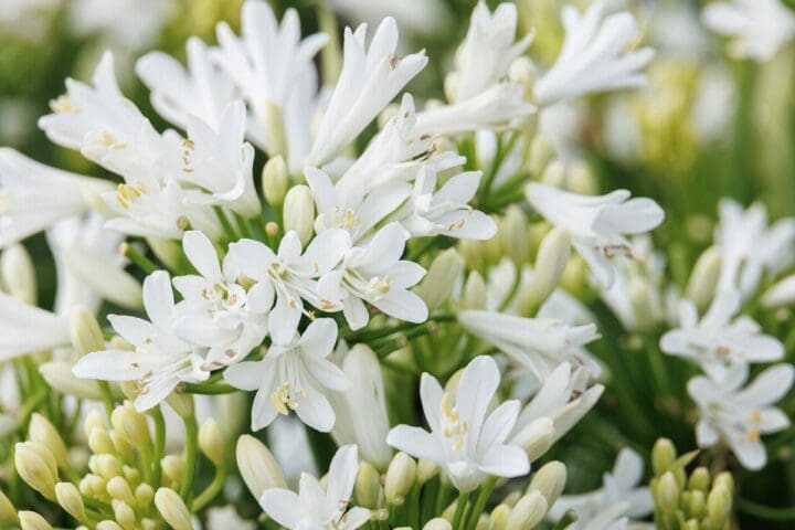 Bridal Veil Agapanthus - Image 3