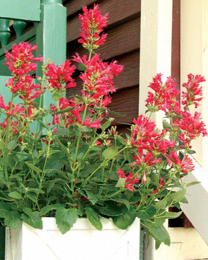 Kudos Red Agastache - Image 2
