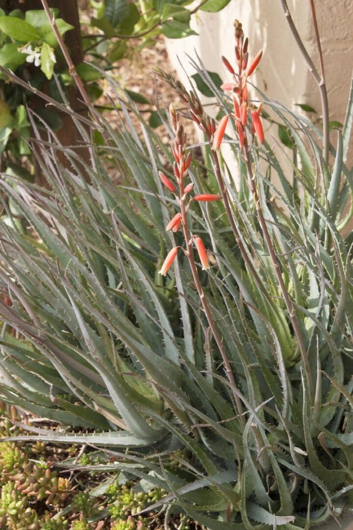 Blue Elf Aloe
