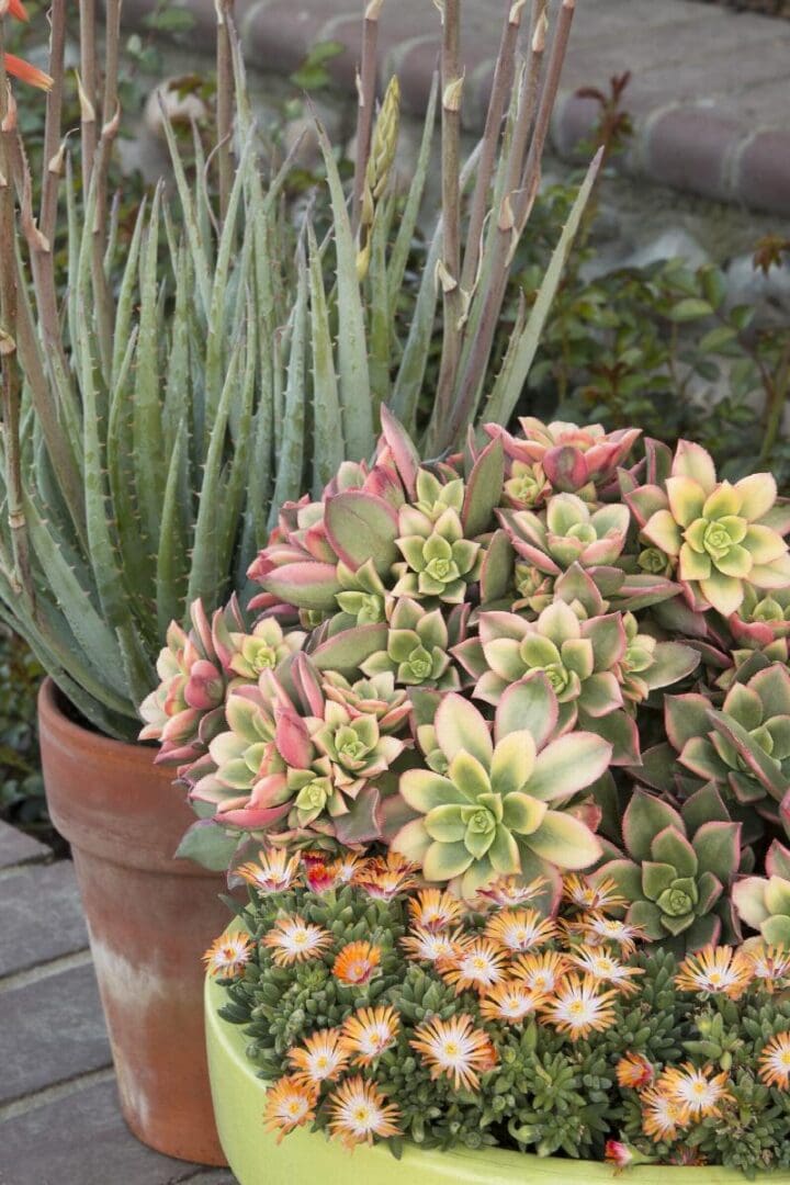 Blue Elf Aloe - Image 3