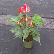Fire Glow True Red Anthurium