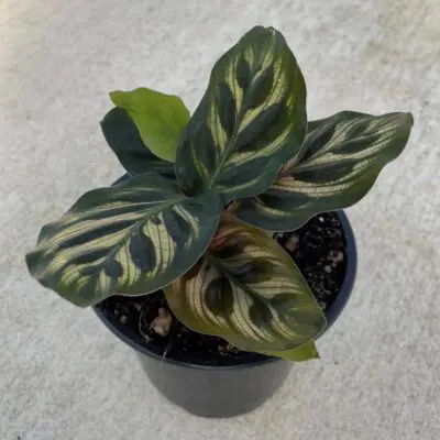 Makoyana Calathea