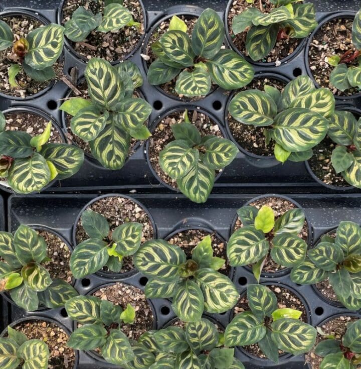 Makoyana Calathea - Image 2