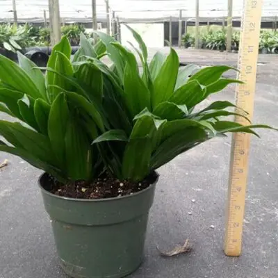 Janet Craig Comp Dracaena