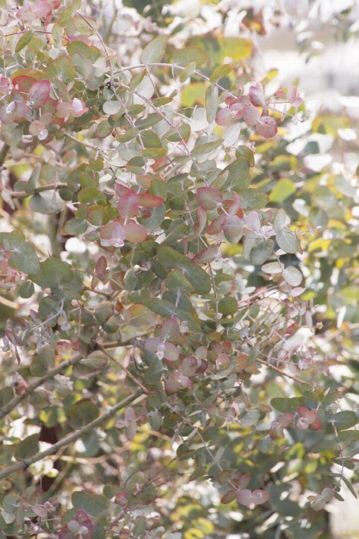 Silver Dollar Tree Eucalyptus