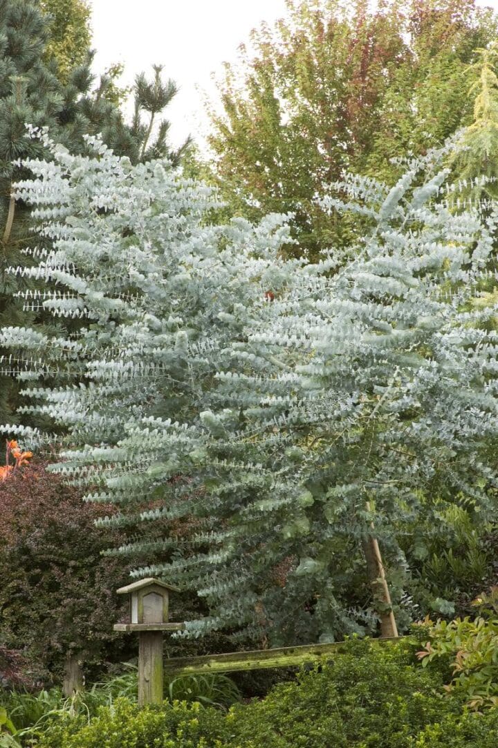 Silver Dollar Tree Eucalyptus - Image 2
