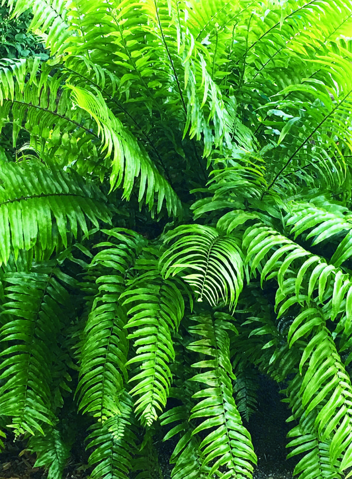 Macho Fern