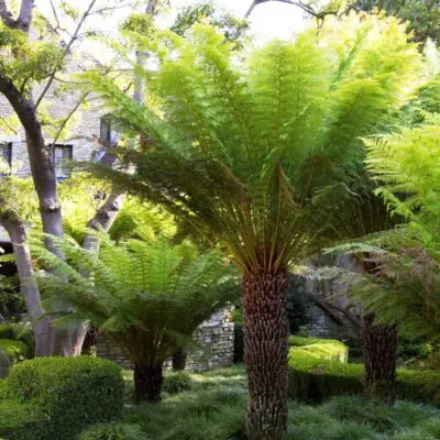 Tasmanian Tree Fern
