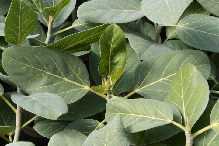 Audrey Ficus