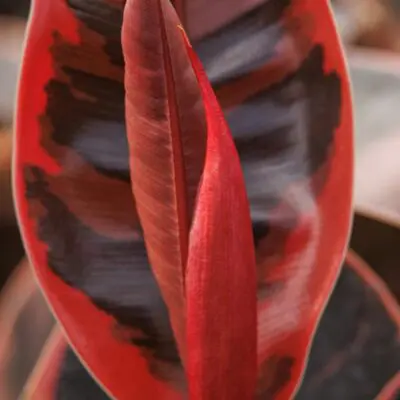 Ruby Rubber Plant