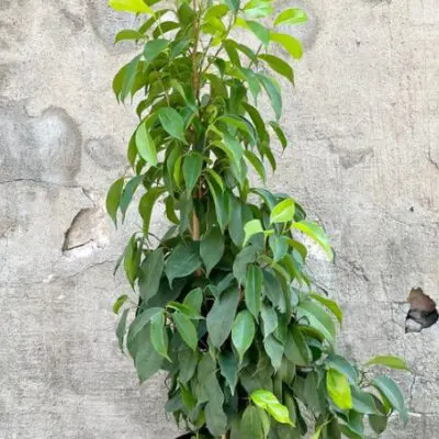 Spire Ficus