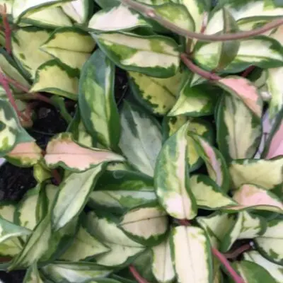 Exotica Tricolor Hoya