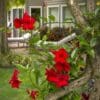 Sundenia Crimson Mandevilla