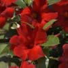 Sundenia Crimson Mandevilla - Image 2