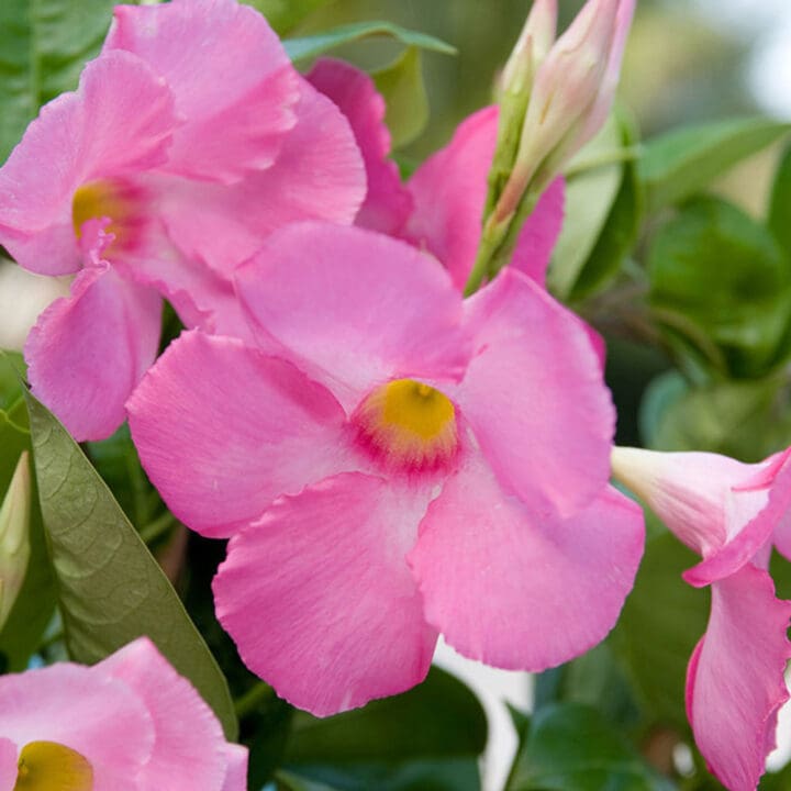 Sun Parasol Giant Pink Mandevilla