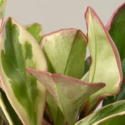 Ginny Peperomia