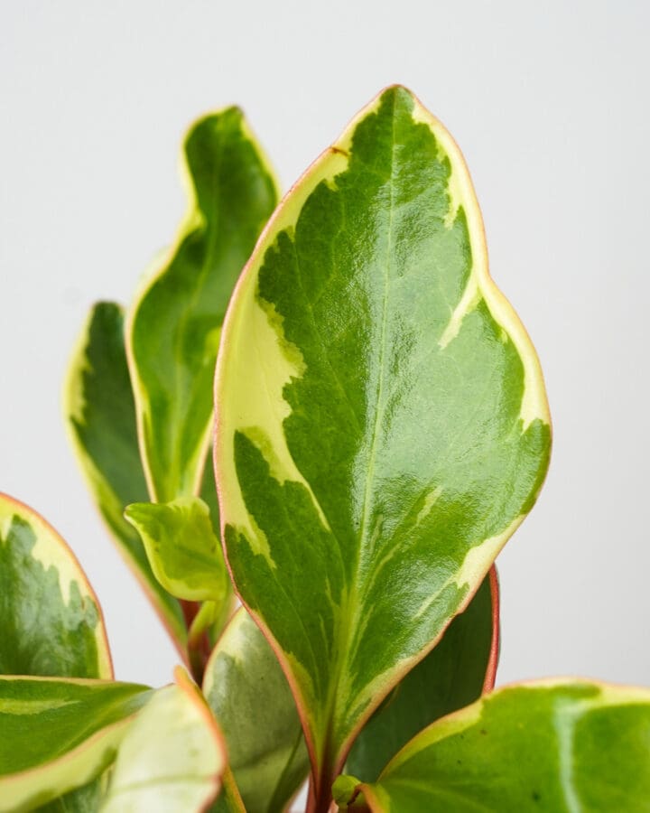 Ginny Peperomia - Image 2