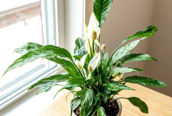 Domino Variegated Peace Lily