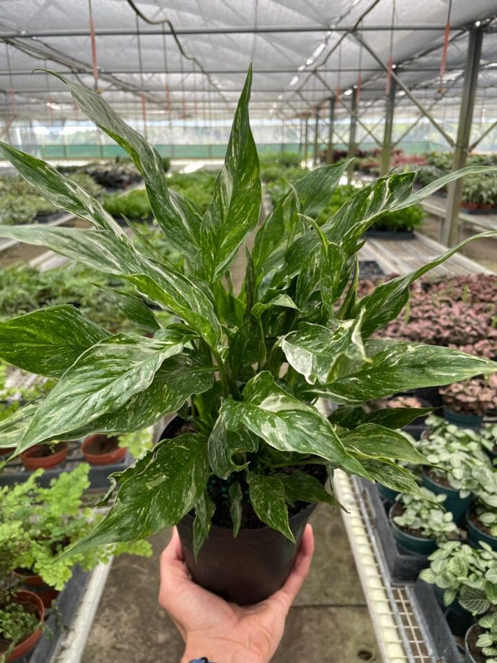Domino Variegated Peace Lily - Image 2