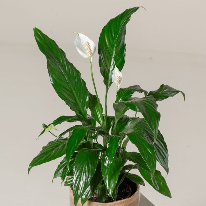 Sweet Chico Peace Lily