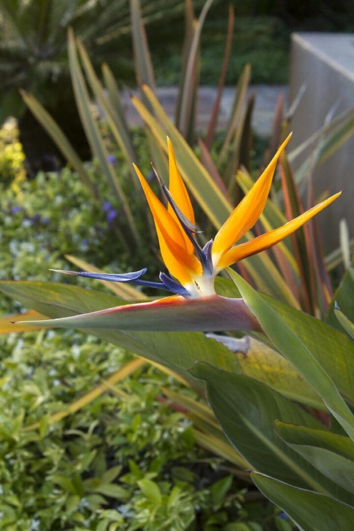 Giant Bird of Paradise